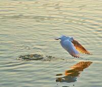 中国天弓控股(00428.HK)2月底每股综合资产净值0.28港元